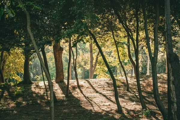 Exercices incontournables pour sculpter la silhouette de vos rêves grâce au fitness